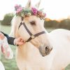 Cute Horse NEW Paint By Numbers
