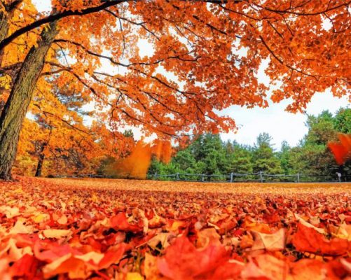 Beautiful Fall Leaves NEW Paint By Numbers