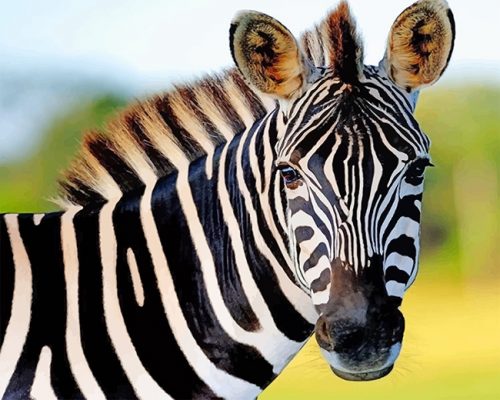 Cute Zebra NEW Paint By Numbers