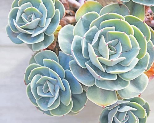 Succulents-NEW Paint By Numbers