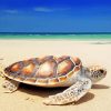 Turtle On The Beach NEW Paint By Numbers