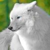 White Cute Wolf  NEW Paint By Numbers
