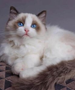 Ragdoll Cat paint by numbers