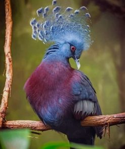 Victoria Crowned Pigeon Paint by numbers