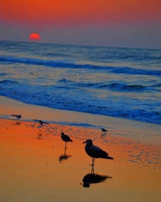 Birds In Sea paint by numbers