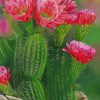 Cactus And Flowers Paint by numbers