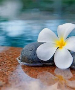 Plumeria Flower In Water Paint By Numbers