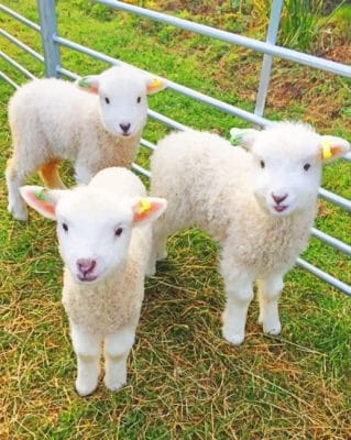 White Fluffy Lambs paint by numbers