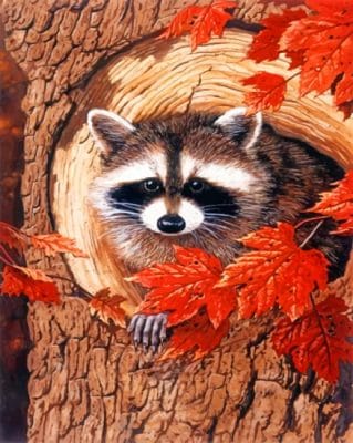 Raccoon In The Fall paint by numbers