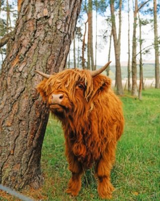 Cute-Brown-Highland-Cow-paint-by-number