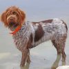 Female Wirehaired Pointing Griffon paint by numbers