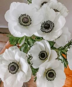 White Anemone Plants Paint by numbers