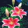 Pink Tiger Lilies paint by numbers