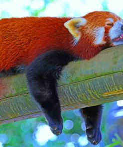 Sleeping-Red-Panda-Lesser-paint-by-number