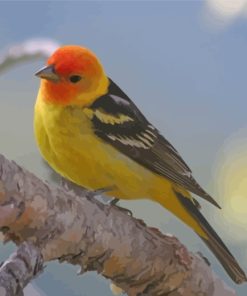 The Western Tanager Bird Paint by numbers