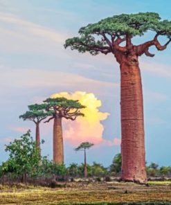 Baobab Tree Paint by numbers