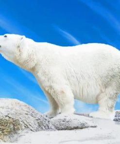 big-Polar-bear-paint-by-number-510x407-1