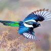 Black Billed Magpie Bird Paint by numbers