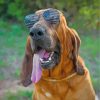 Bloodhound With Sunglasses Paint by numbers