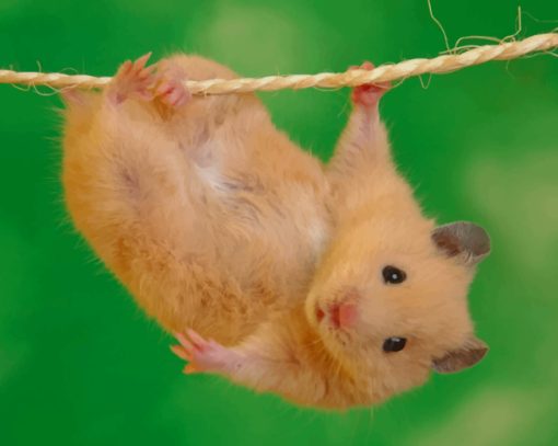 hamster-doing-stunts-paint-by-numbers