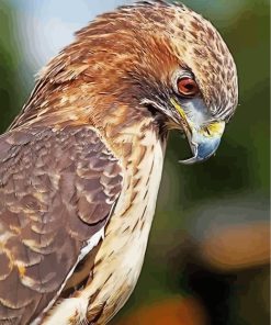 hawk-bird-animal-paint-by-numbers