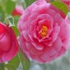 pink-camellia-flower-paint-by-numbers