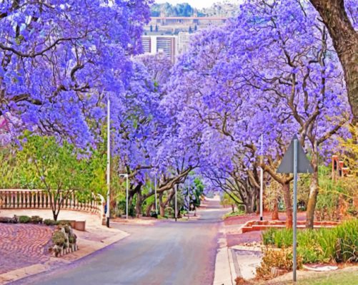 purple-bloom-pretoria-paint-by-number