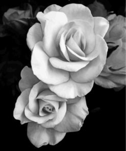 rose-black-and-white-flowers-paint-by-numbers