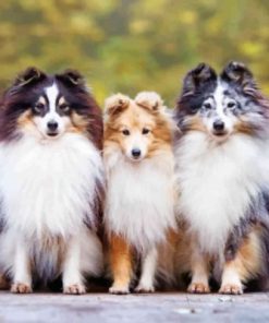 Cute Shelties Dogs Paint by numbers