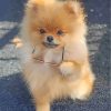 stylish-pomeranian-paint-by-numbers