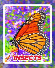 Insects