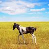 Alone Horse Foal Paint By Numbers