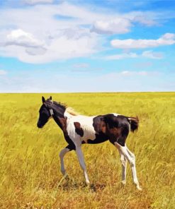 Alone Horse Foal Paint By Numbers