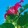 Bauhinia Variegata Flower Paint By Numbers