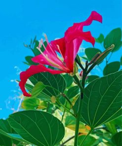 Bauhinia Variegata Flower Paint By Numbers