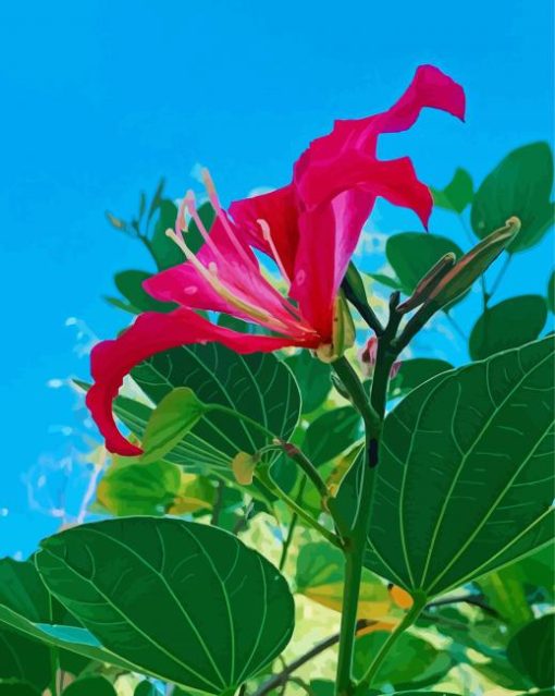 Bauhinia Variegata Flower Paint By Numbers