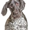 Black And White German Shorthair Pointer Paint By Numbers