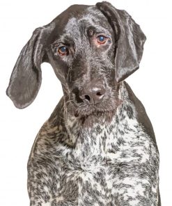 Black And White German Shorthair Pointer Paint By Numbers