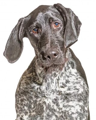 Black And White German Shorthair Pointer Paint By Numbers