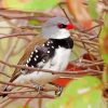 Diamond Firetail Paint By Numbers