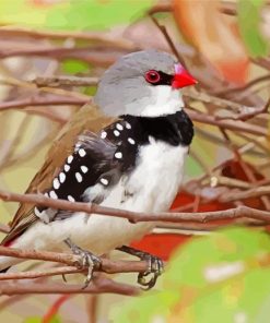 Diamond Firetail Paint By Numbers