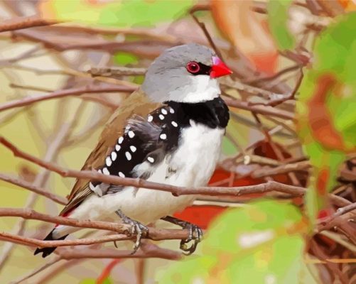 Diamond Firetail Paint By Numbers