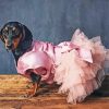 Dog In Pink Dress Paint By Numbers