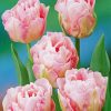 Pink Peony Tulip Flowers Paint By Numbers