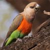 Red Bellied Parrot Paint By Numbers