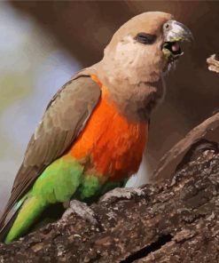 Red Bellied Parrot Paint By Numbers