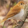 Veery Bird On Tree Paint By Numbers