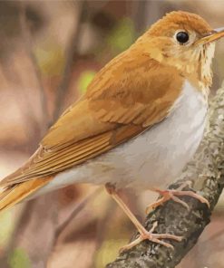 Veery Bird On Tree Paint By Numbers