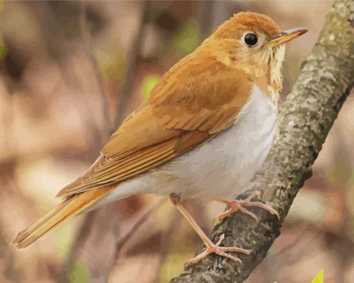 Veery Bird On Tree Paint By Numbers