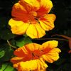 Yellow Nasturtium Flowers Paint By Numbers